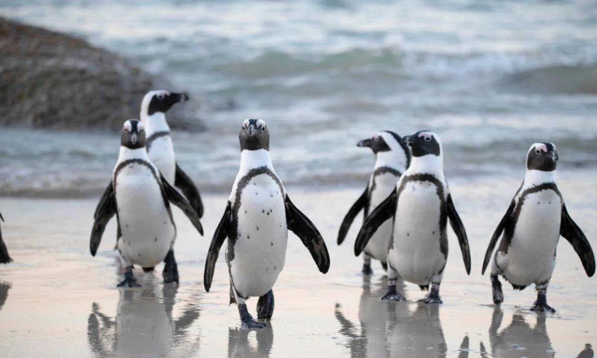 My Neighbor Alice Partners With Pudgy Penguins to Launch New Game Zone ‘Pudgy Land'