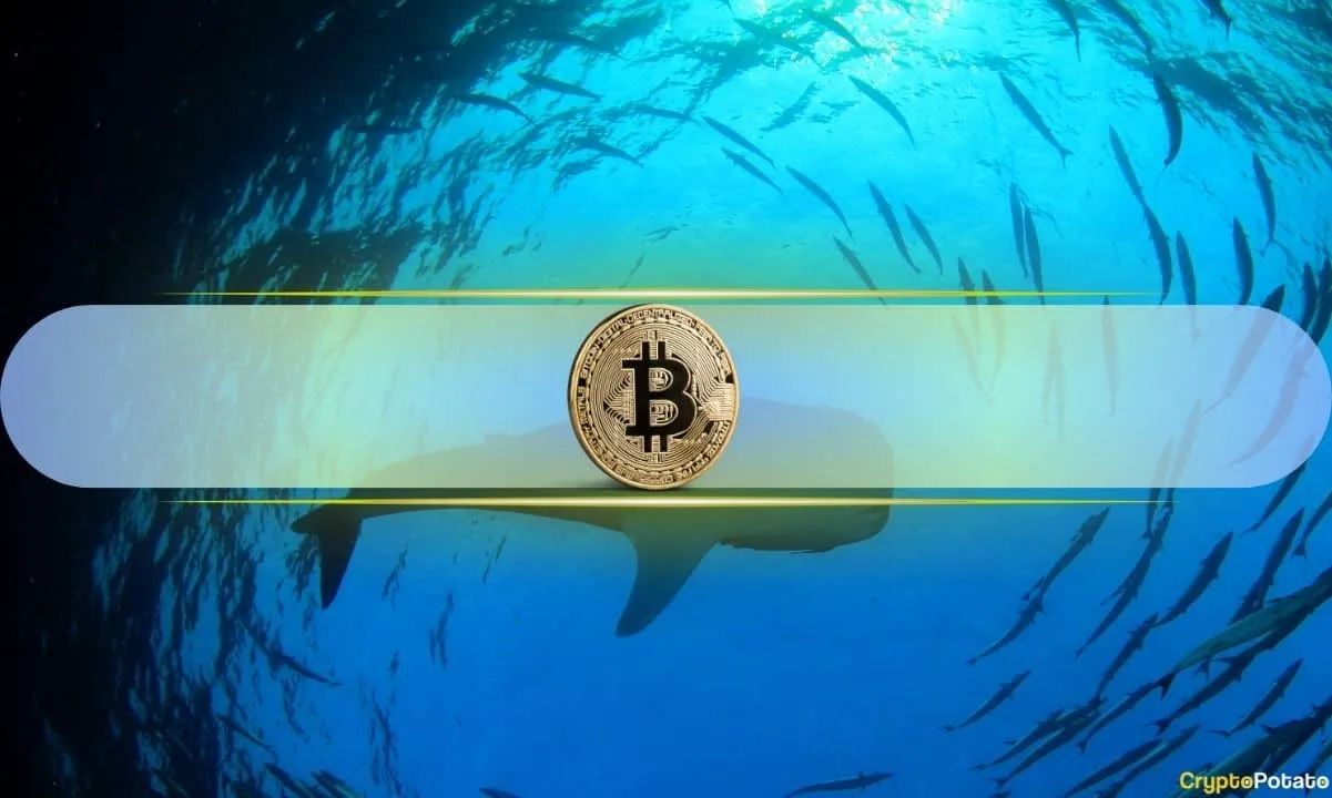Historical Data Hints at Upward Price Momentum