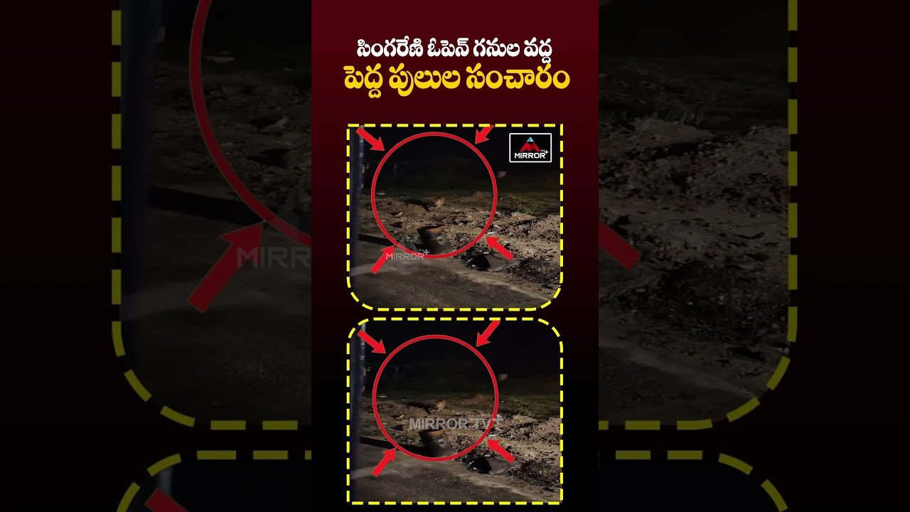 సింగరేణి వద్ద పులులు సంచారం.. | Lions Roaming In Singareni Mines